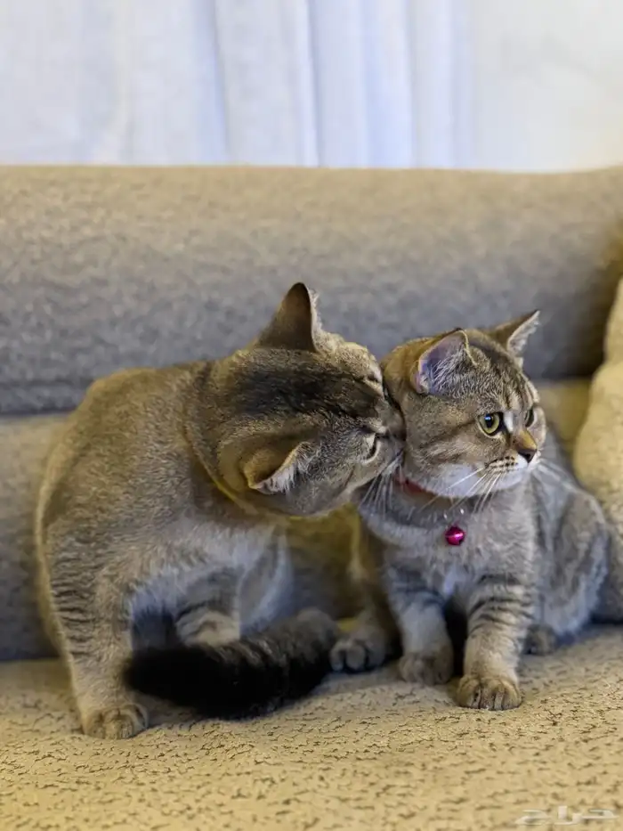 first class cats - قطط درجة أولى 7