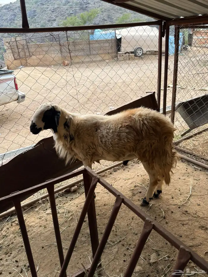 خروف فحل للبيع 0