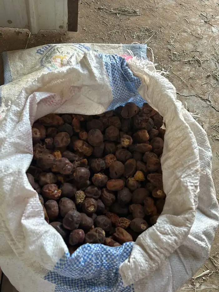 تمر وجريد نخل للغنم والحلال 1