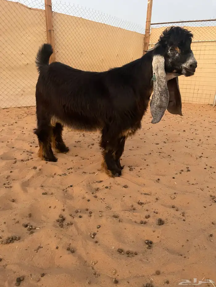 عرض بيع جذع عارض فاخر 1