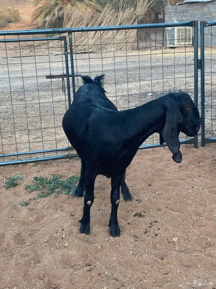 معزا مصريات تم البيع 12