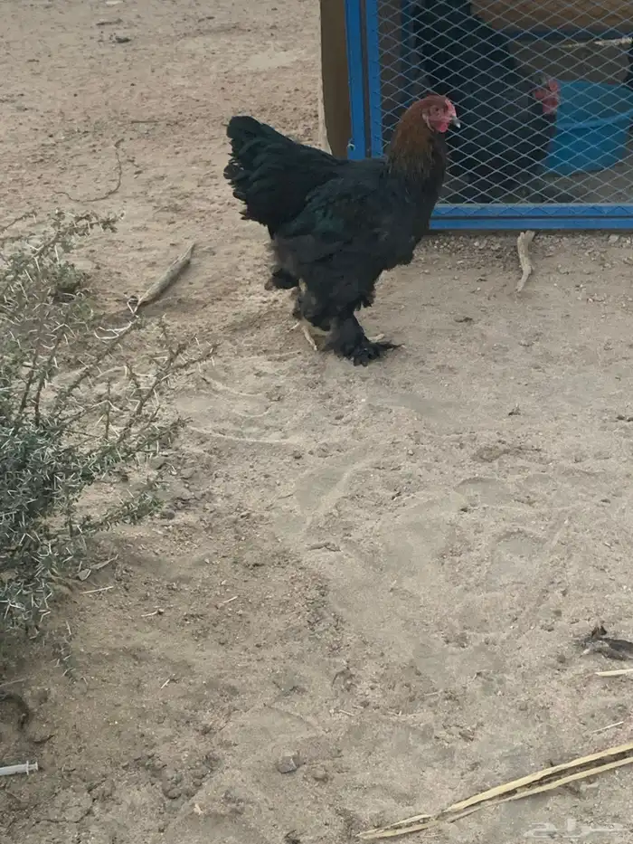 ديوك براهما 2
