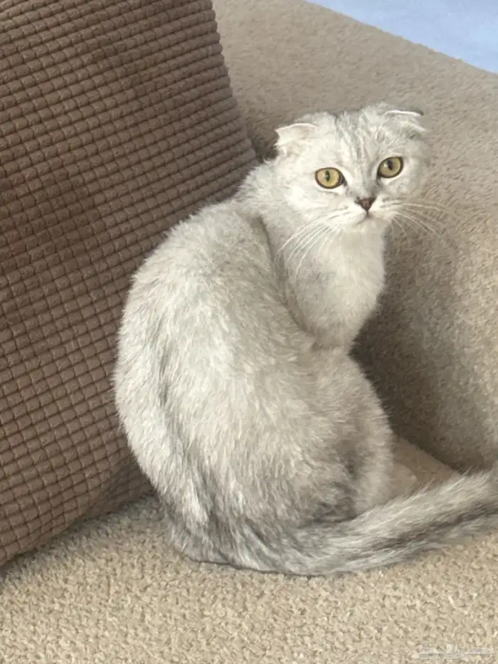 للبيع   قط سكوتش فولد Scottish Fold 0