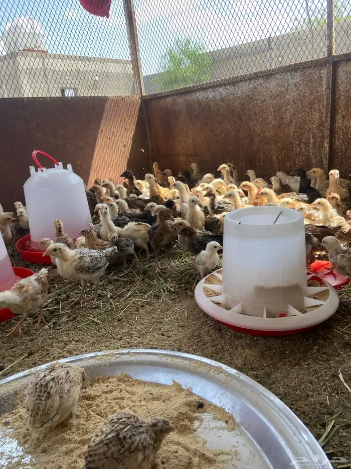 إعلان اليوم صيصان محصنه جميع تحصينات اقل من 5 ريال مانظرلها 1