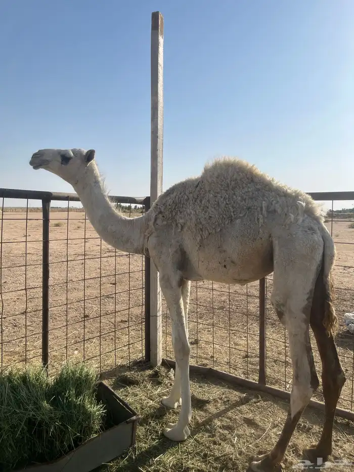 بكره عمرها سنه لا تعاني من اي مرض 0