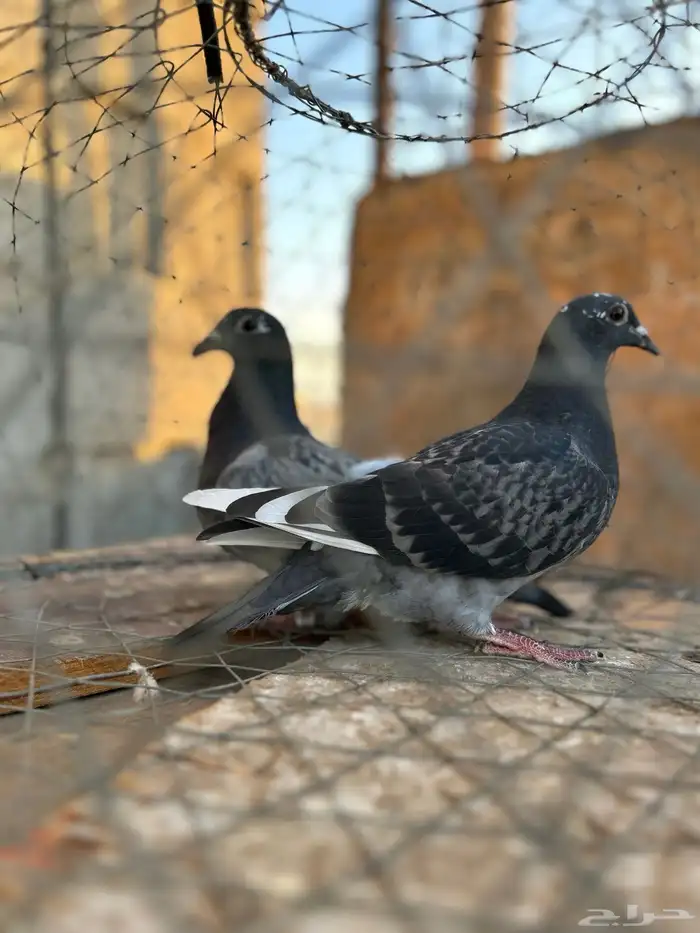 طبه زاجل سباق 0
