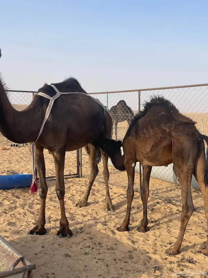 قعود 1