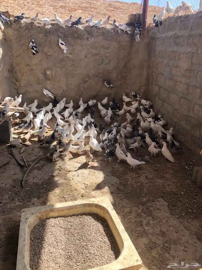 حمام مشكل فرنسي و زاجل وبلدي 0