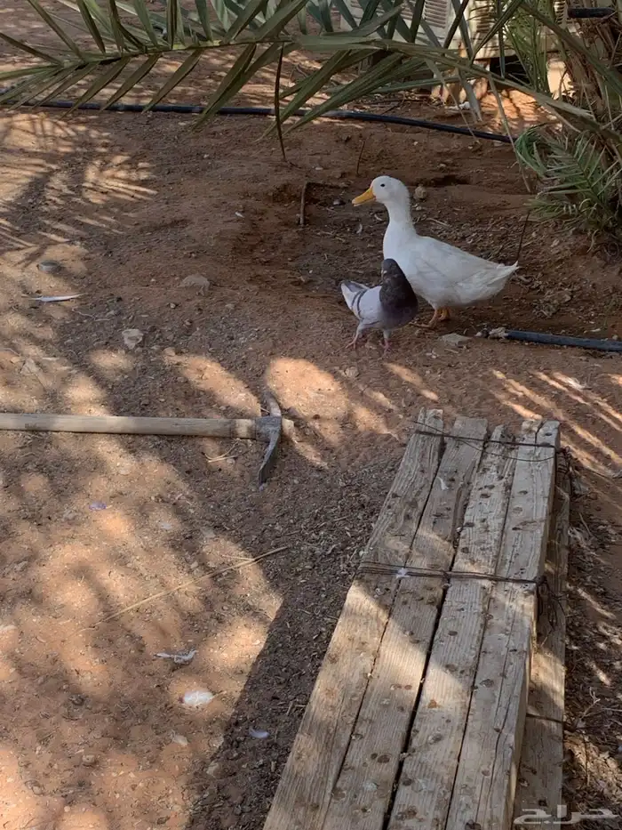 عشة سلفر بإنتاجه 1