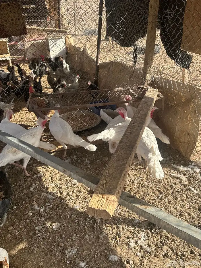 البيع رومي الدد7 بياض شرط 3