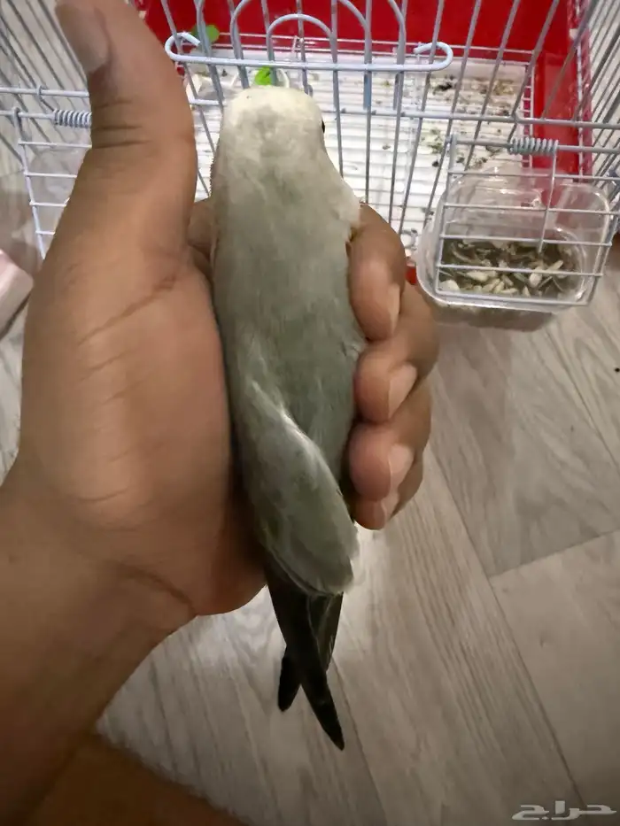 للبيع روز الليف 3