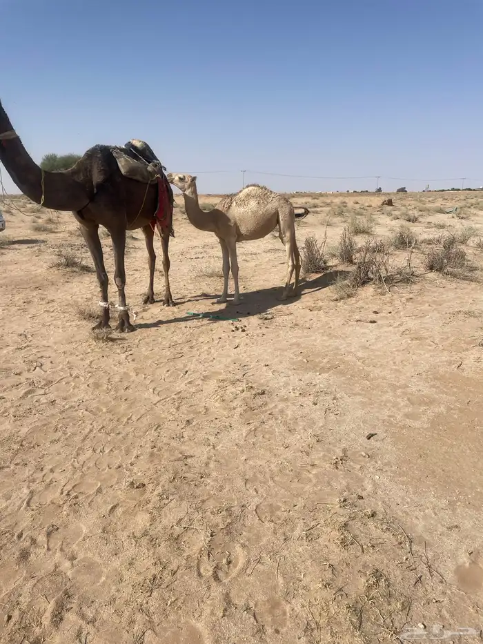 بكره شقحا طيبه شحم 1