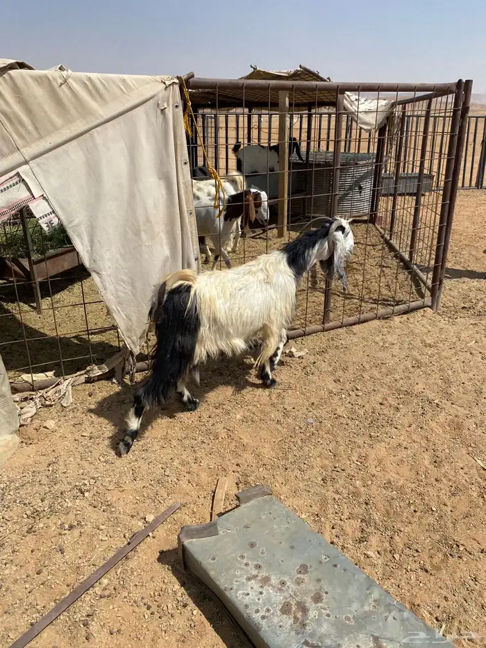 معزا البيع 17