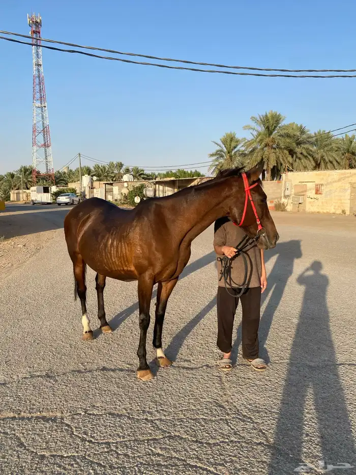 السلام عليكم ورحمة وبركاته افلح من ذكر الله وصلى على النبي 2