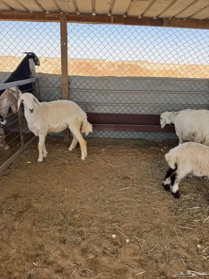 طليان حريه وتيوس 1