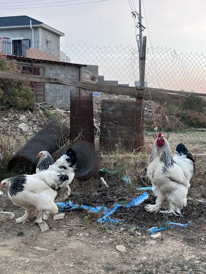 طبق بيض براهما كولمبي دم صافي 3
