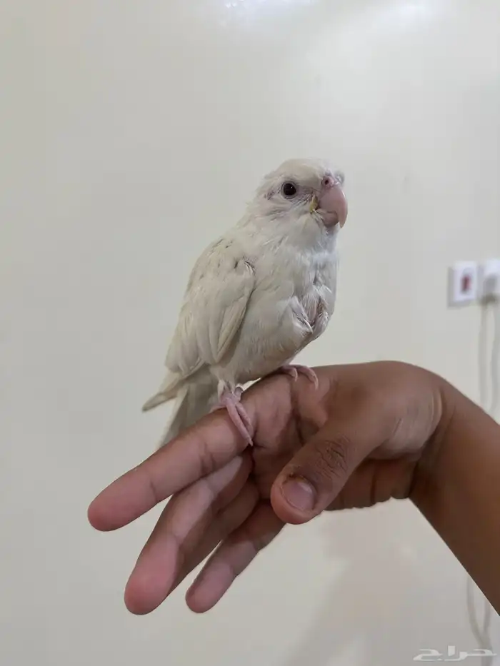 كروان البينو اليف (تم البيع خارج حراج الله يبارك له ) 1