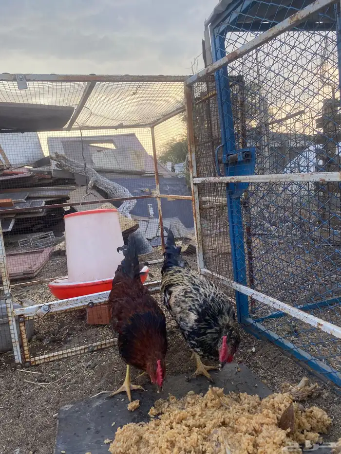 ديكه بلدي 1