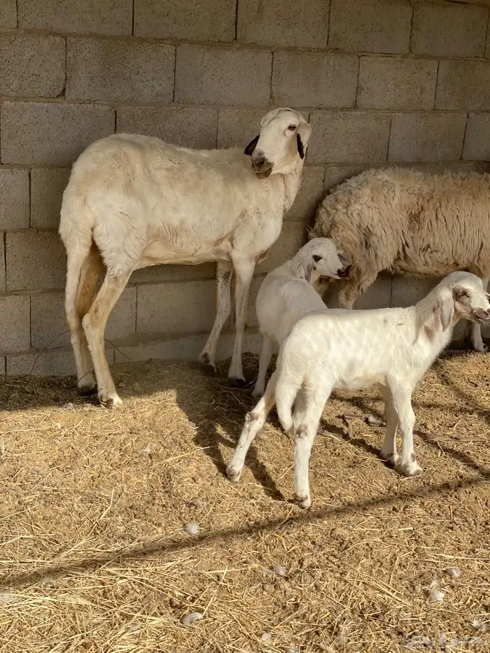 شاه ساكنية معها رخال 2