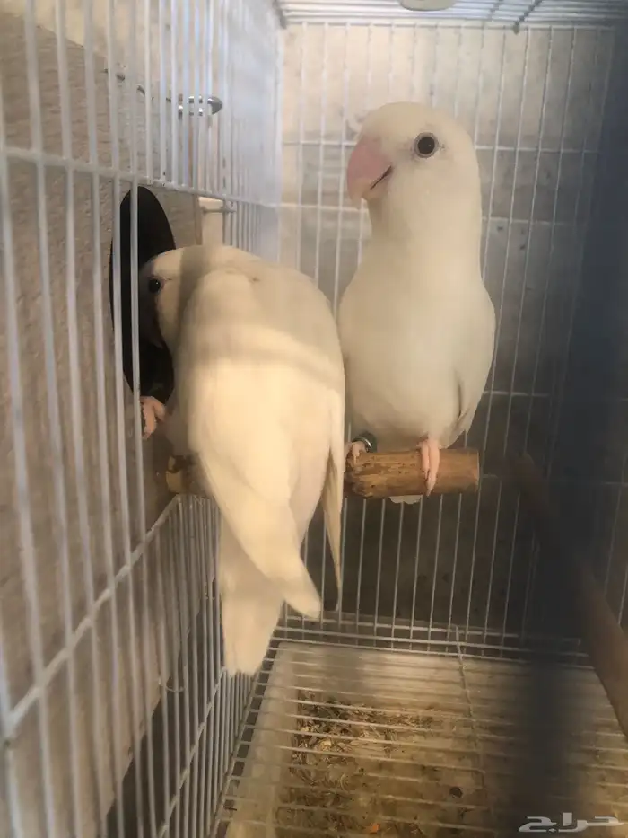 جوز روز البينو منتج ومحلل 1