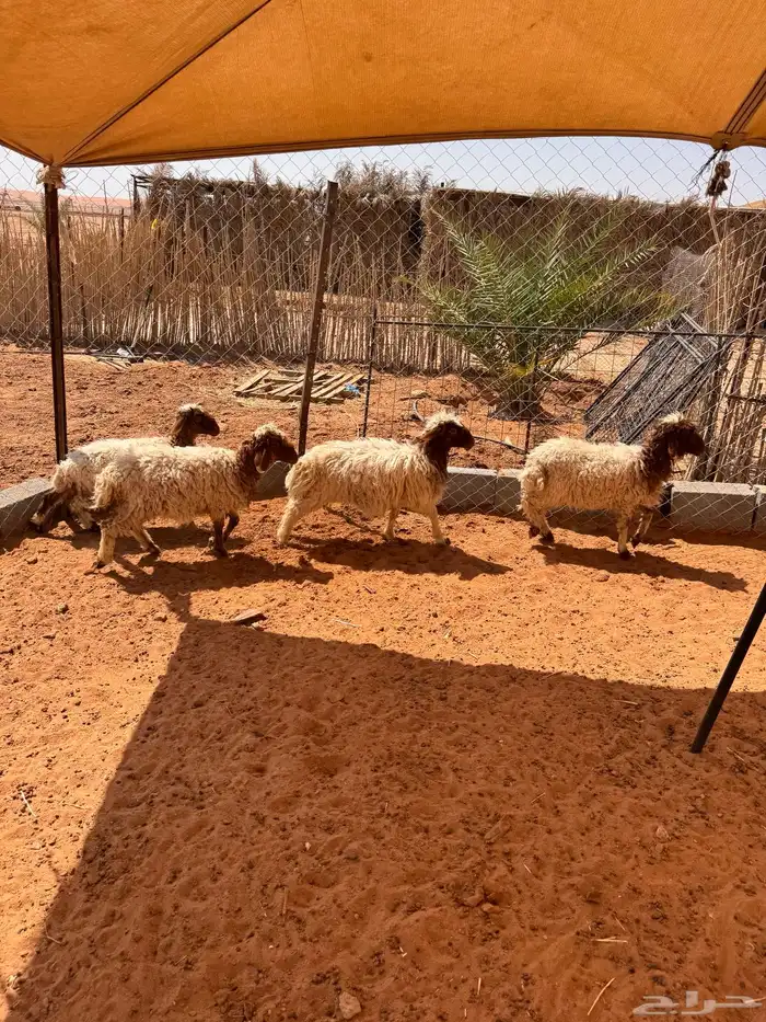 بهم نعيم 4 رخال 0