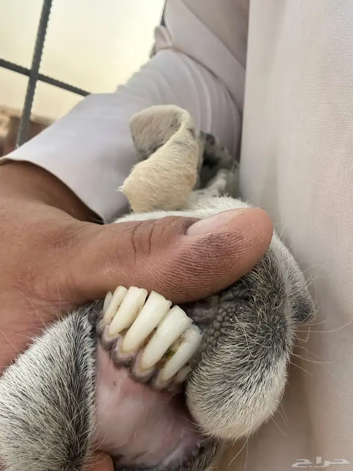 عنز حايل جمى 5