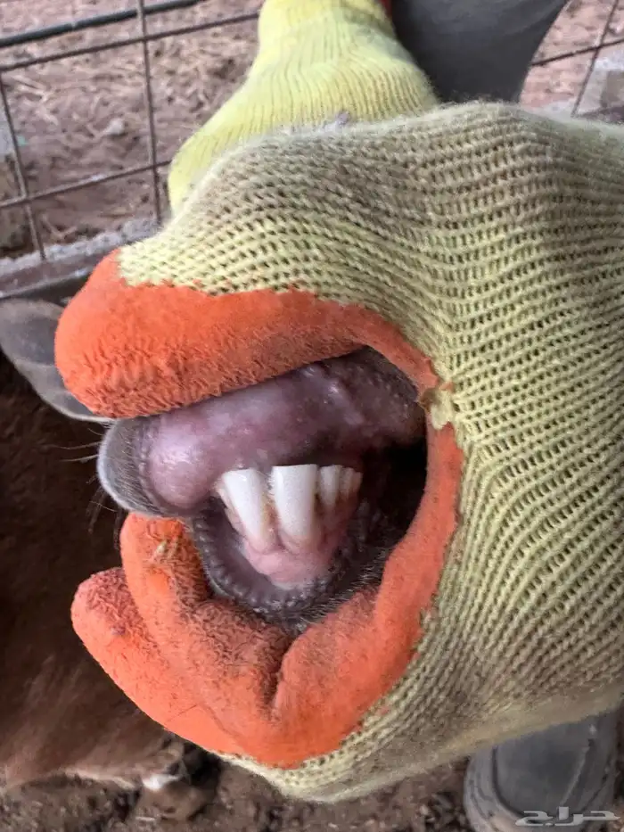 للبيع جفره جنوبيه 1