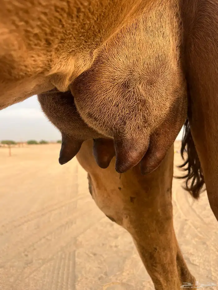 خلفه منيحه 5