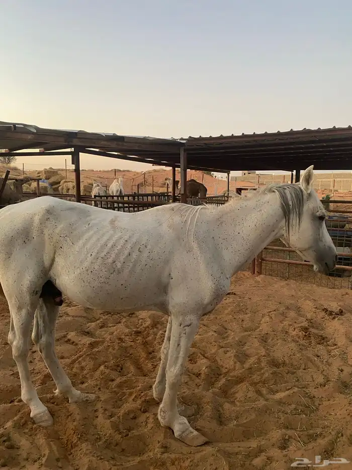 حصان نضيف طيب شرط 4