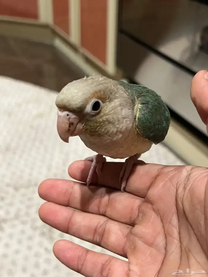 فرخ كنيور تركواز 4