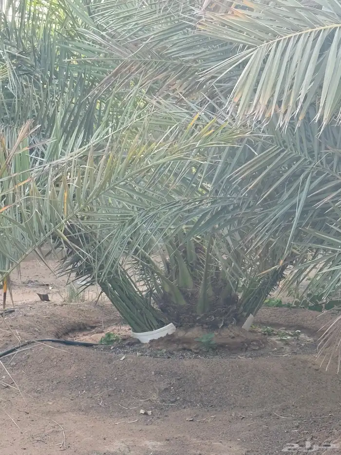 فراخ نخل فسايل صقعي 0