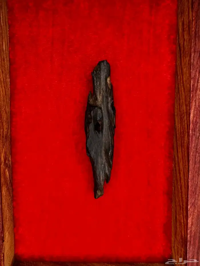 عود ازرق بنقالي دبل تربل ملكي 6