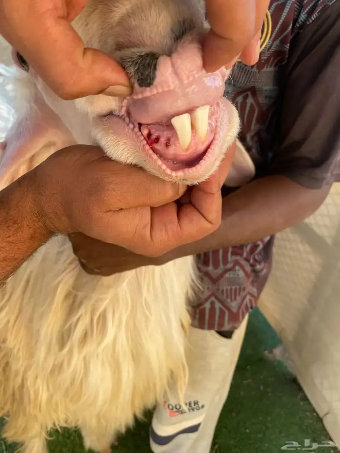 فحول عيسيه 3