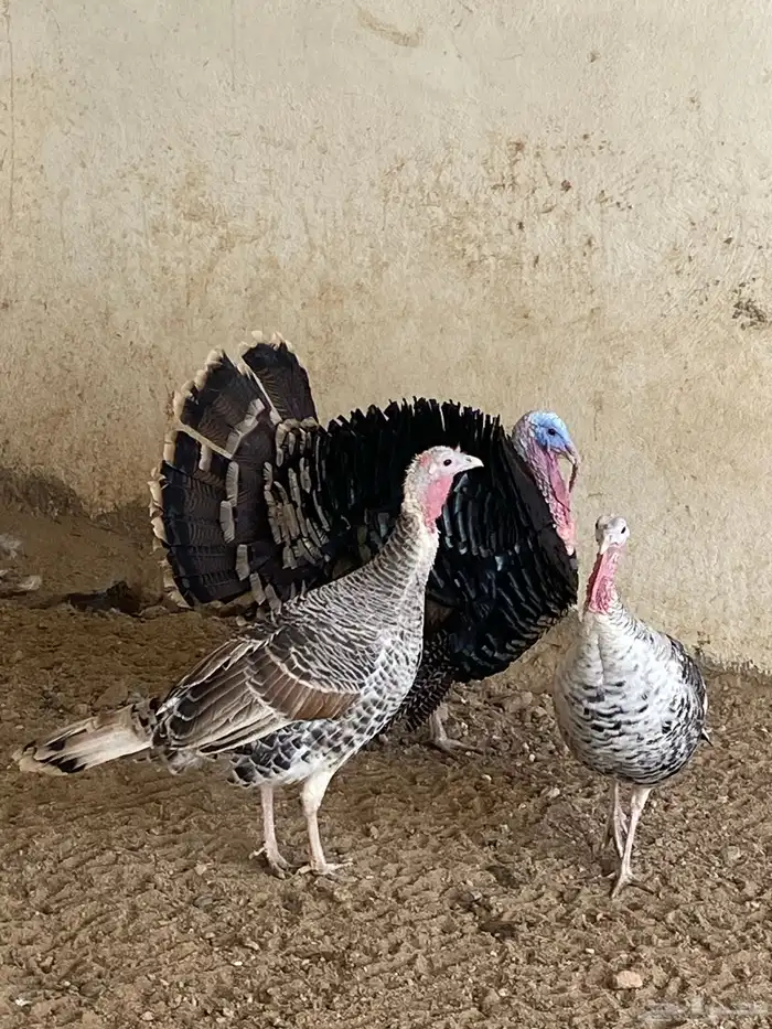 طقم دجاج رومي 2