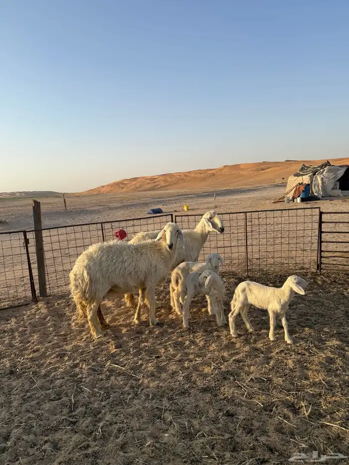 نجد عيسيات مواليد فاخره 2