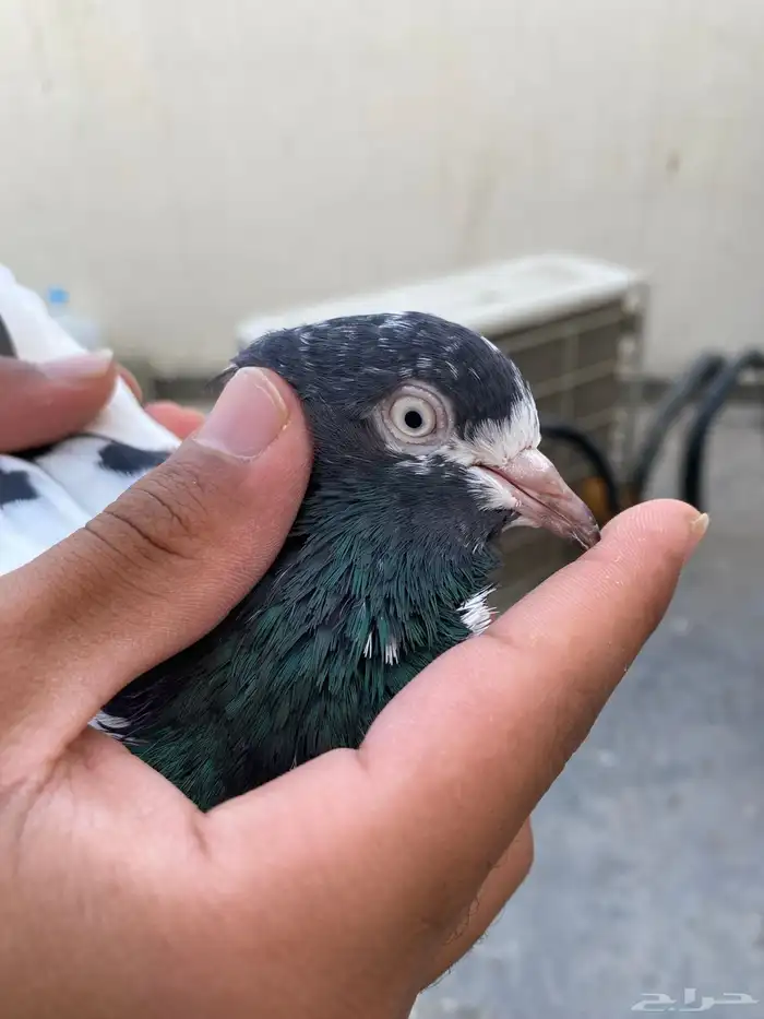 حمام باكستاني تيدي 4