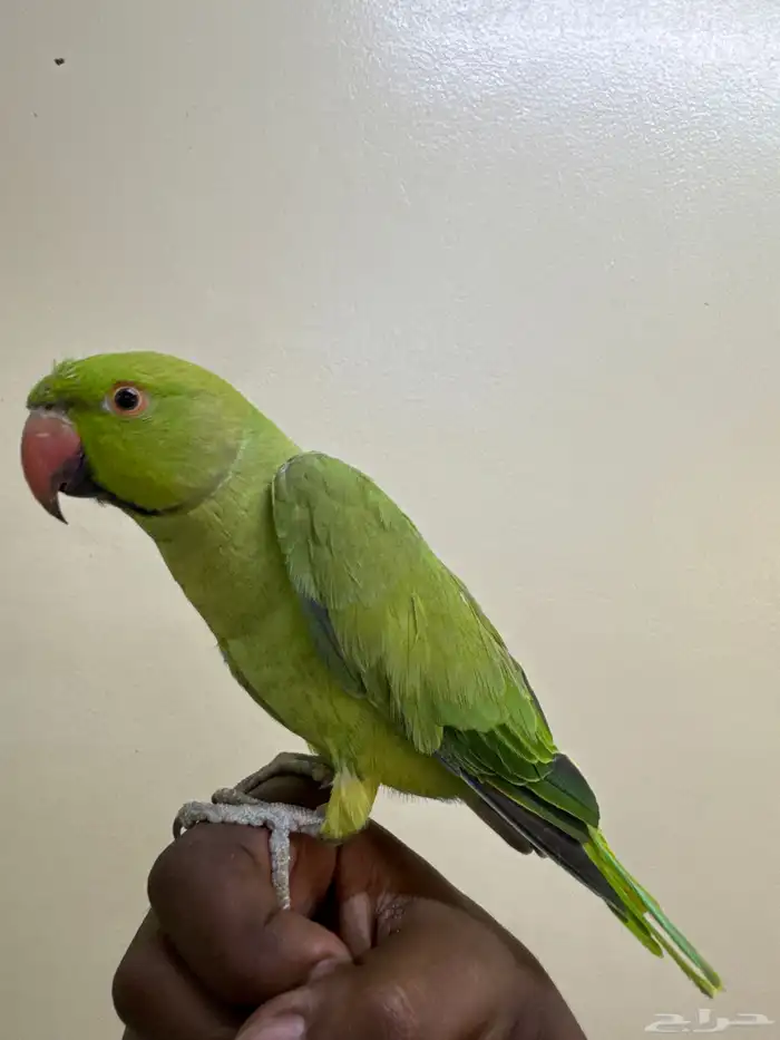 ببغاء درة اليف 0