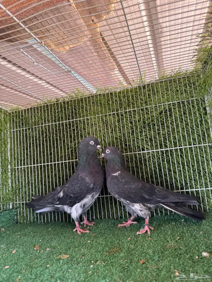 زوج داب ولا اسود 4