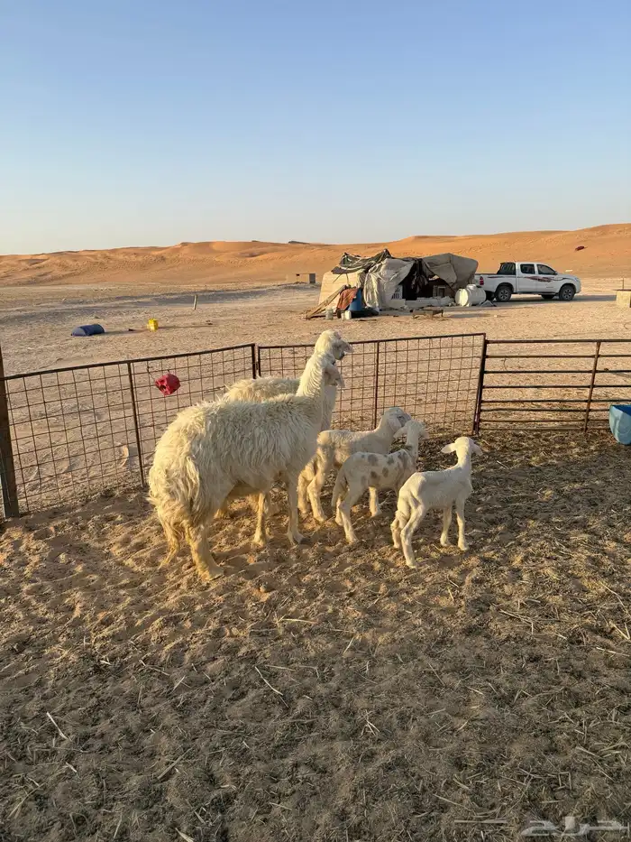 نجد عيسيات مواليد فاخره 1