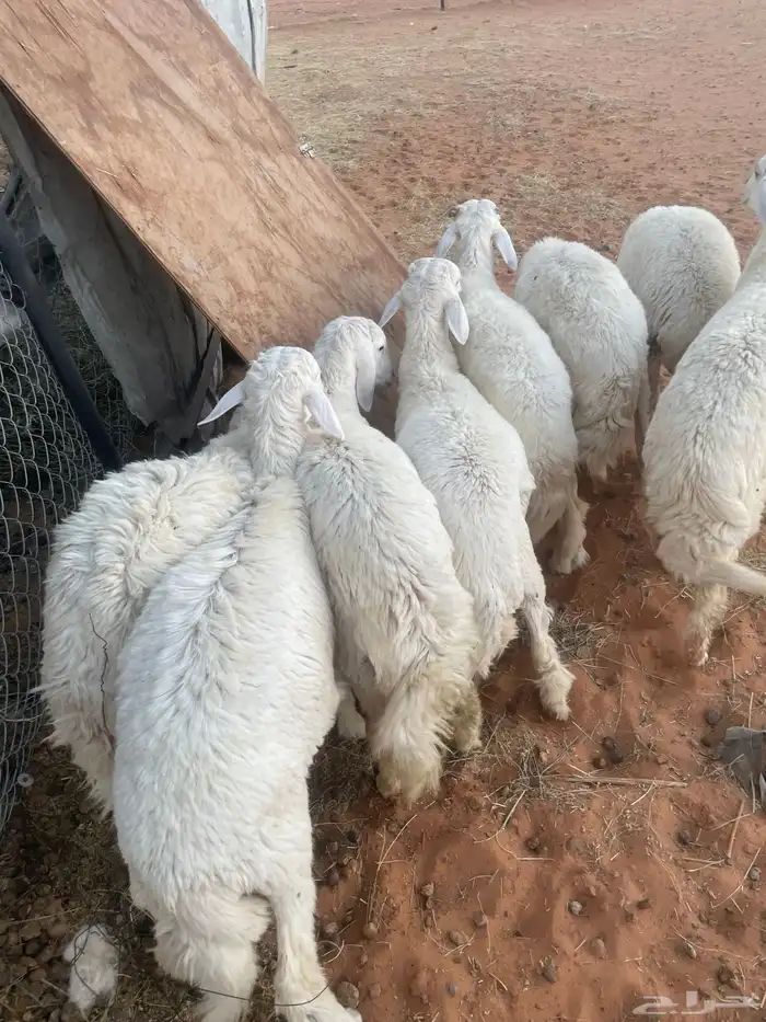 حريات طيبه جدا 1