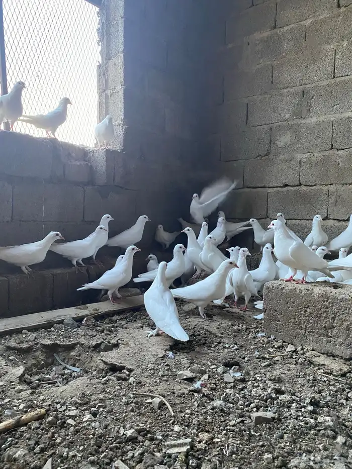 حمام فرنسي سوبر جانبو أزواج منتجه 2