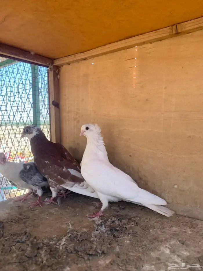 حمام قلابي منتج 1