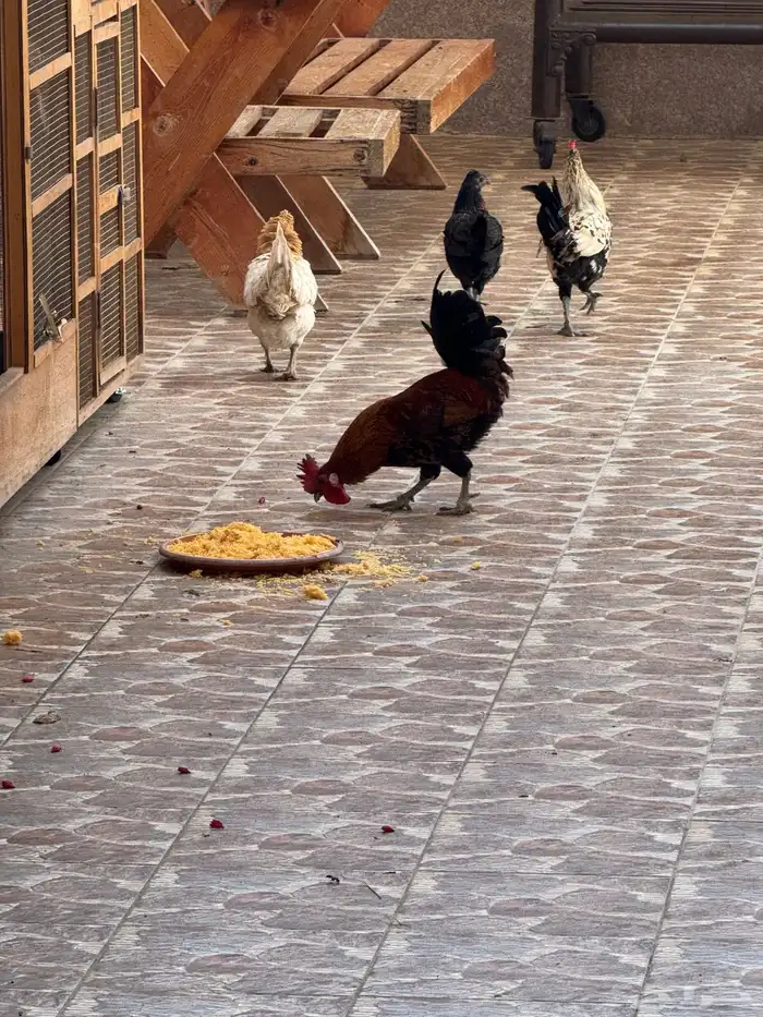 دجاج 0