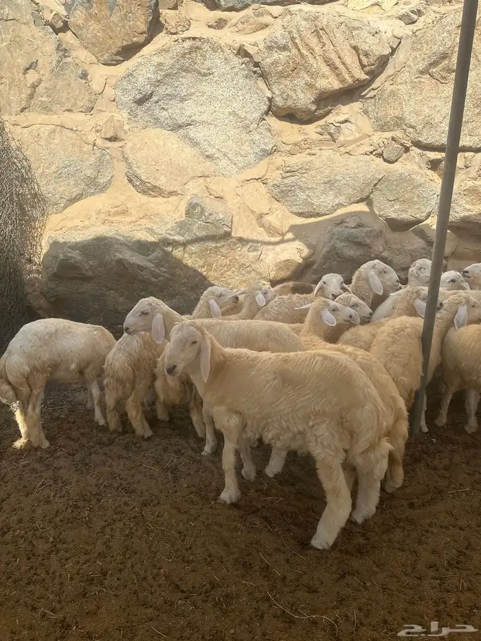 طليان ورخال ذبايح بر شرط 0