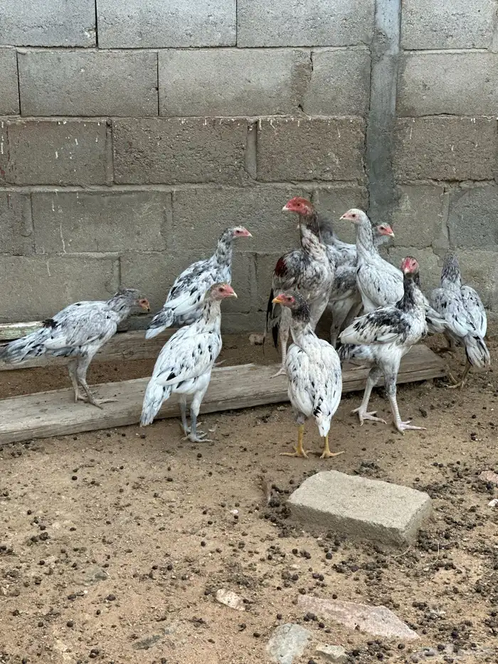 دجاج باكستاني صنف 4