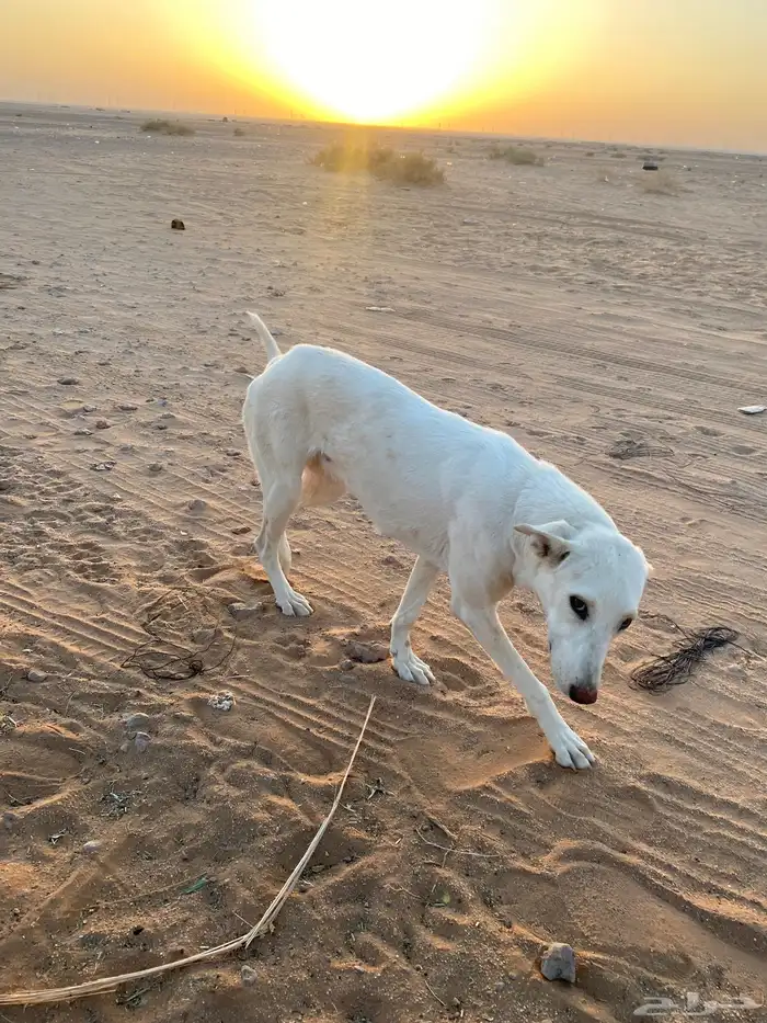 سلقه 1