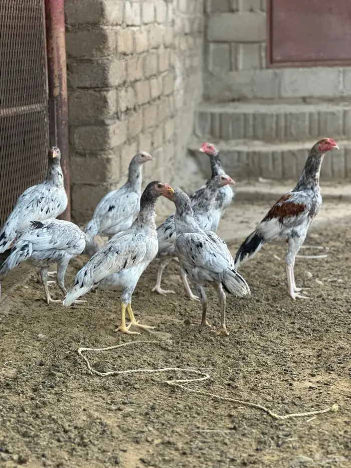 دجاج باكستاني صنف 3