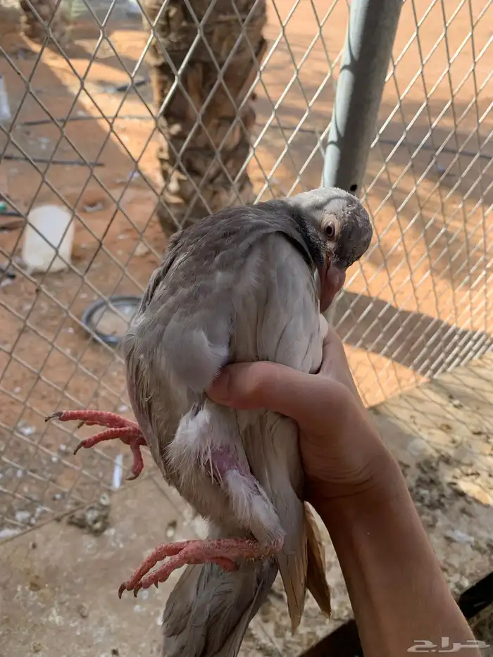 عشة سلفر بإنتاجه 4