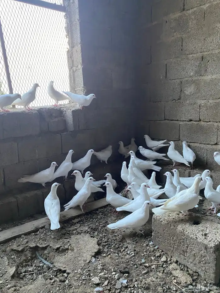 حمام فرنسي سوبر جانبو أزواج منتجه 0