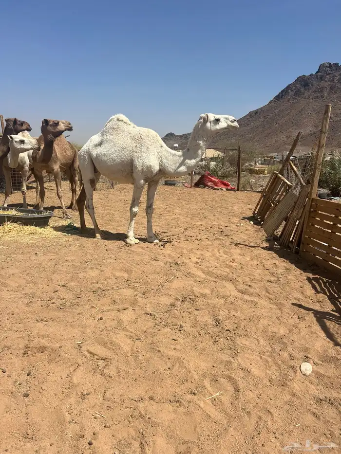 ضريبه وضحا 1